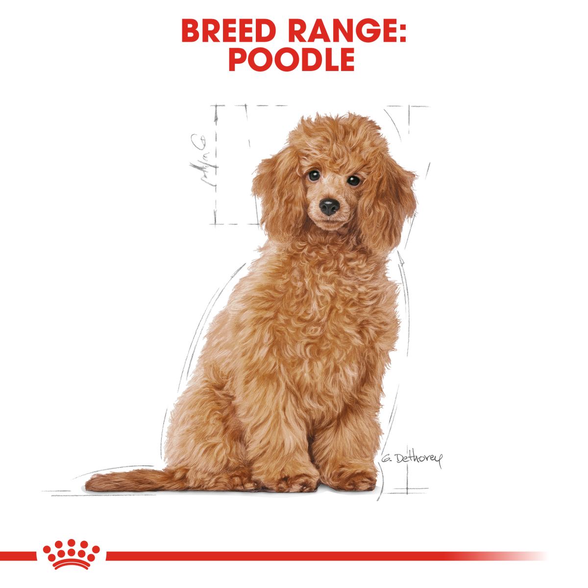 Royal Canin Breed Health Nutrition Poodle Puppy 3 kg