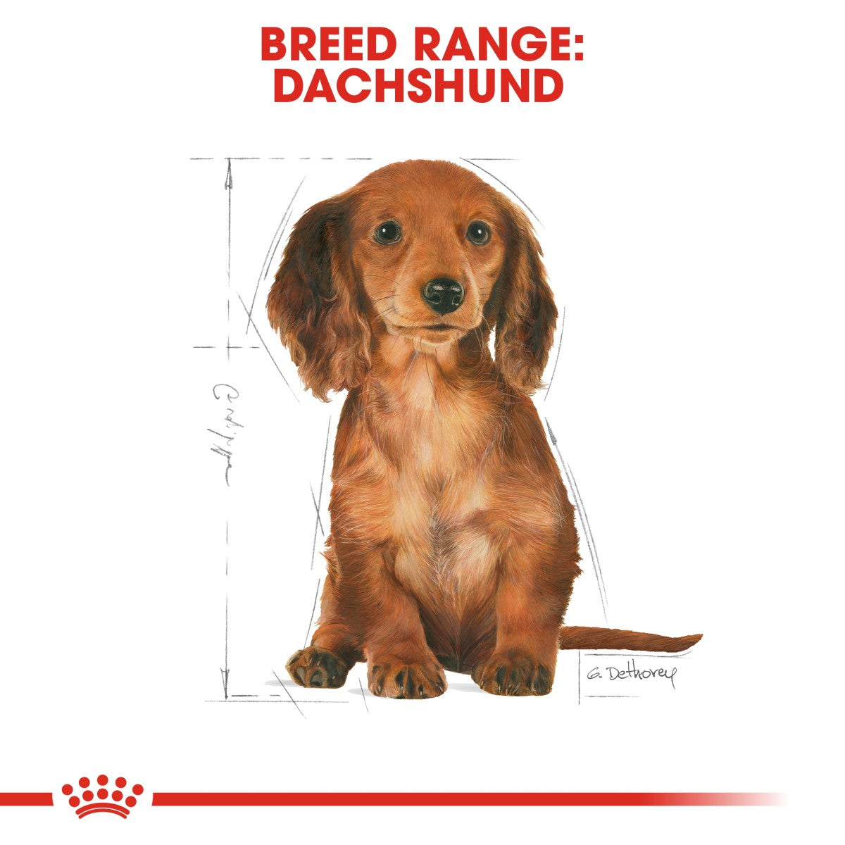Royal Canin Breed Health Nutrition Dachshund Puppy 1.5 kg