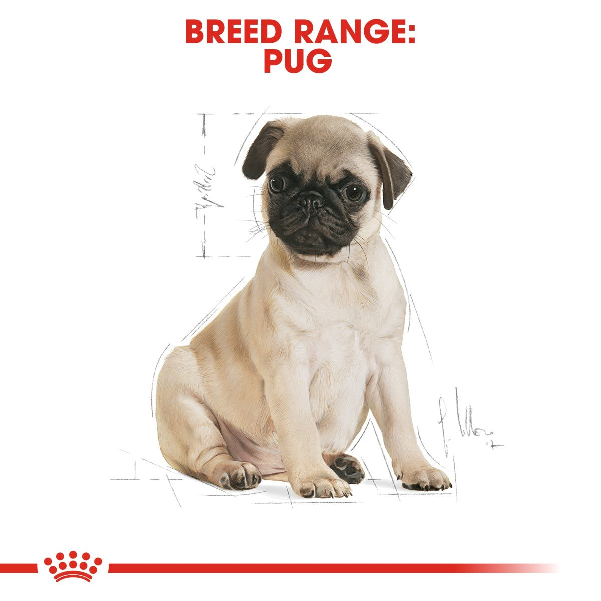 Royal Canin Breed Health Nutrition Pug Puppy 1.5 kg