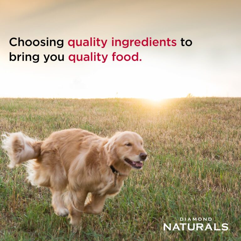 Diamond Naturals Small and Medium Breed Puppy Rich in Chicken & Rice 2kg