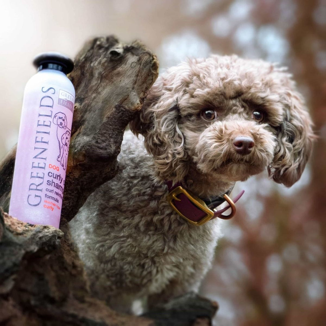 Greenfields Curly Coat Dog Shampoo