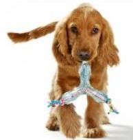Hunter Chewing Boomerang Dog Toy