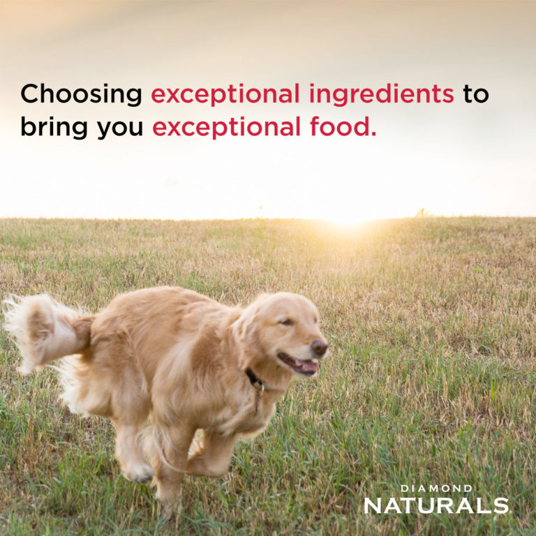Diamond Naturals Small Breed Adult Dog Lamb & Rice Formula 2kg