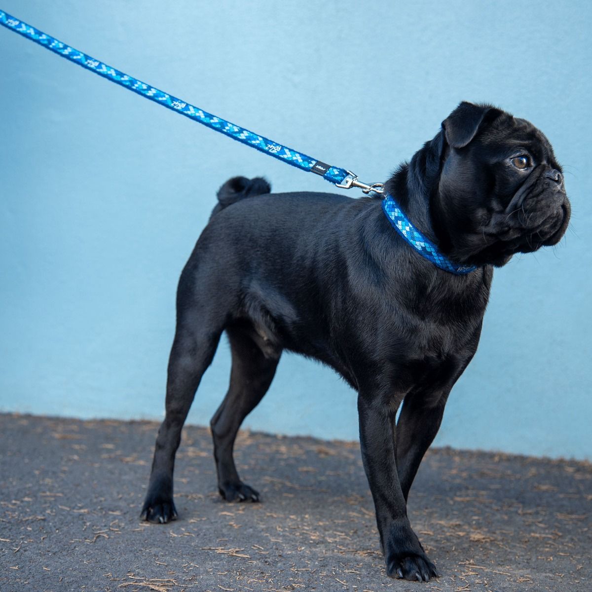 Rogz Fashion Classic Dog Leash