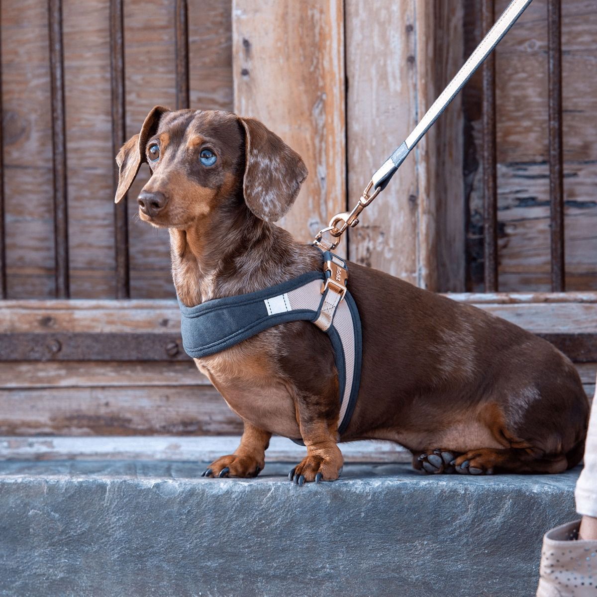Rogz Urban Fast-Fit Adjustable Dog Harness