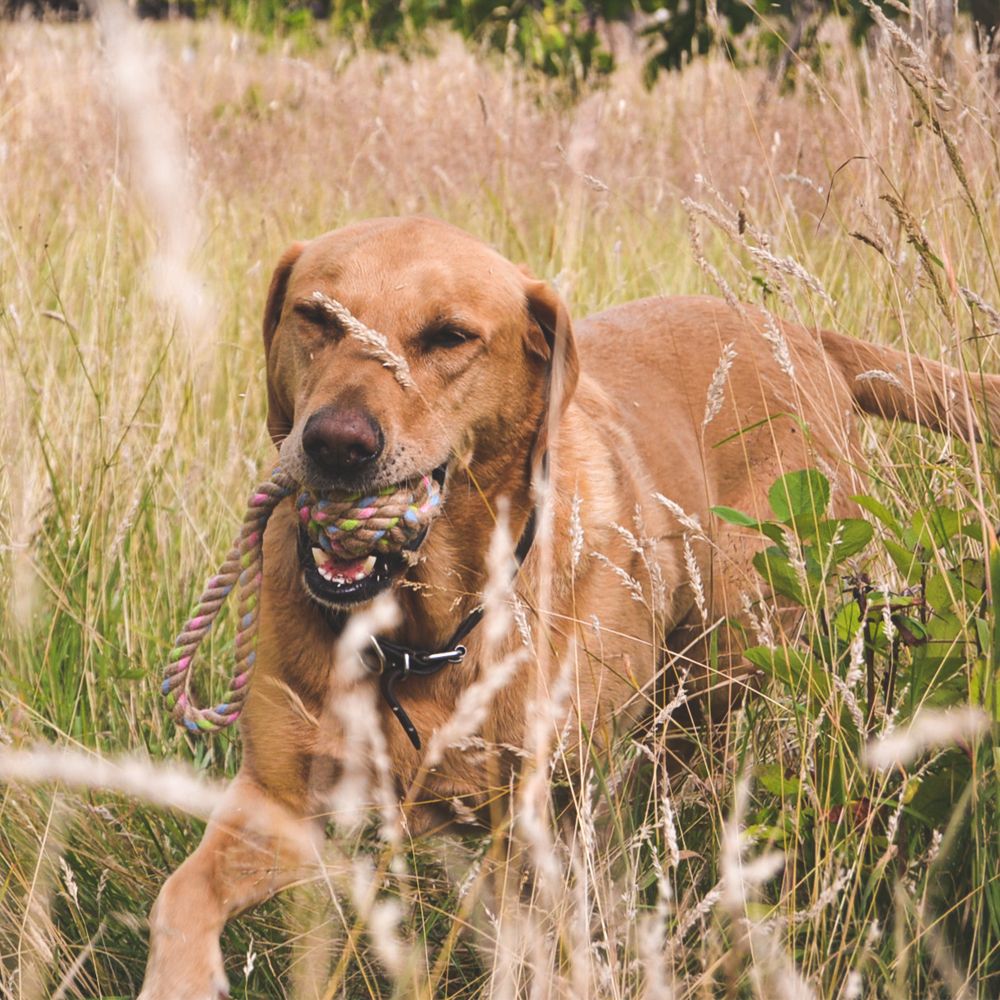 Beco Pets Hemp Rope Ball on Loop Dog Toy