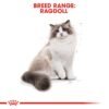 Feline Breed Nutrition Ragdoll Adult 2 KG - Image 3