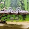 Turtle Island 1 - Small - Image 2