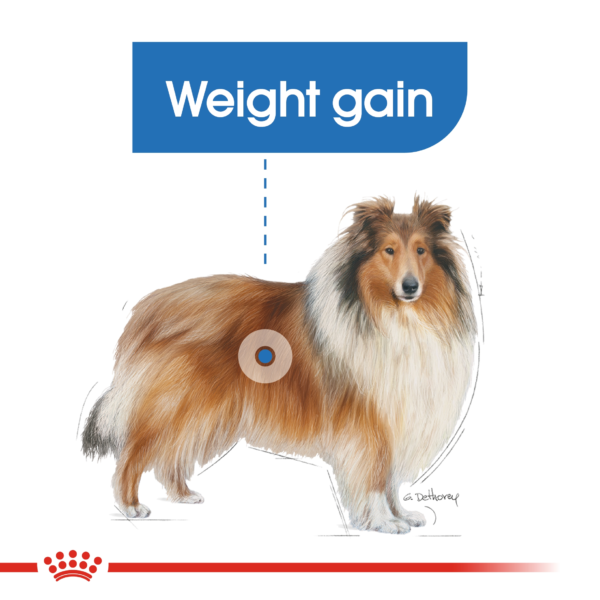 Canine Care Nutrition Maxi Light Weight Care 12 KG - Image 3