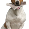 Natural Deer Antler Easy for Dogs Under 10Kg - Image 3