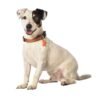Arlequin Collar - Taupe / XS - Image 2