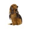 Crystal Princesse Collar - Prune / 25 cm