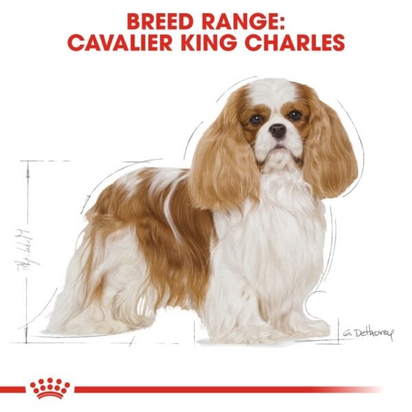 Royal Canin Breed Health Nutrition Cavalier King Charles Adult 1.5 KG - Image 4