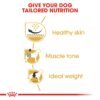 Breed Health Nutrition Pug Adult 7.5 KG - Image 4