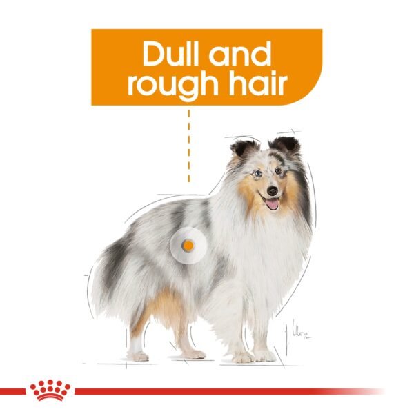 Canine Care Nutrition Coat Care (WET FOOD - Pouches) - Image 3