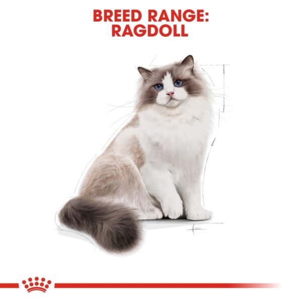 Royal Canin Ragdoll Adult 2 KG - Image 6