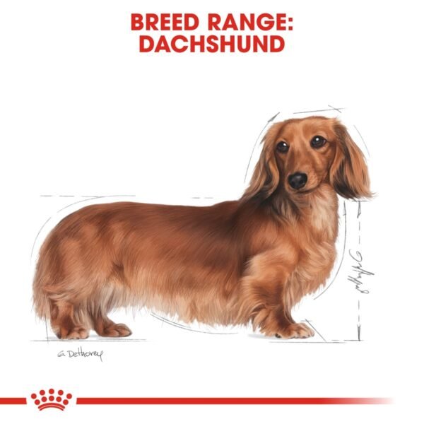 Royal Canin Dachshund Adult 1.5 KG - Image 2