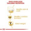 Royal Canin Golden Retriever Adult 12 KG - Image 5