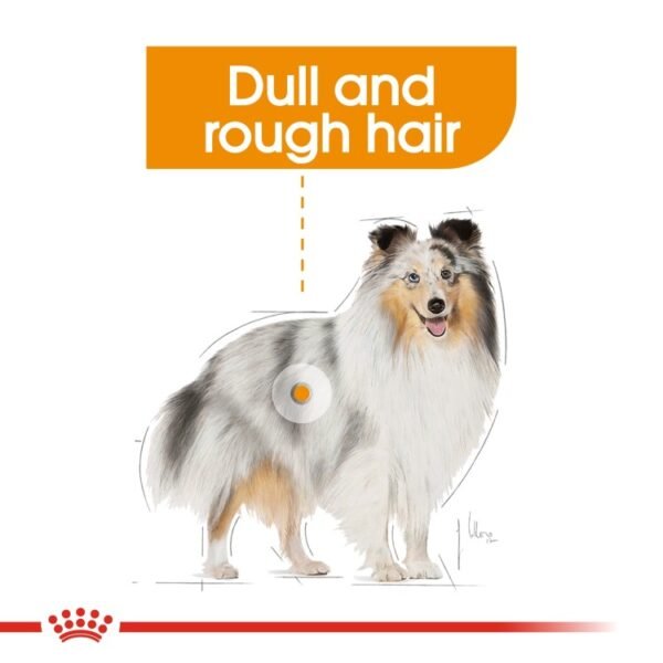Royal Canin Coat Care (WET FOOD - Pouches) 12 x 85g - Image 3