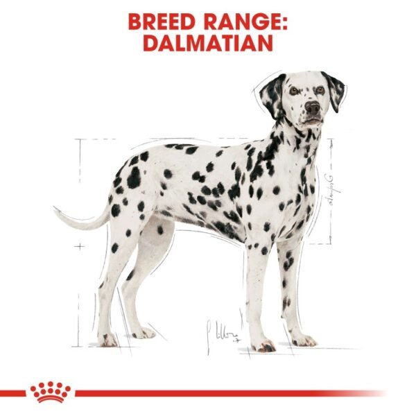 Royal Canin Dalmatian Adult 12 KG - Image 5