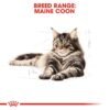 Royal Canin Maine Coon Adult 2 KG - Image 3