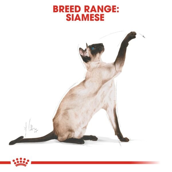 Royal Canin Siamese Adult 2 KG - Image 4