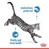 Royal Canin Feline Health Nutrition Indoor Gravy Wet Food - Pouches 12 x 85g - Image 3