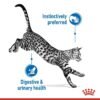 Royal Canin Feline Health Nutrition Indoor Jelly Wet Food- Pouches 12 x 85g - Image 2