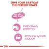 Royal Canin Feline Health Nutrition Mother & Babycat Mousse Wet Food - Cans 12 x 195g - Image 5