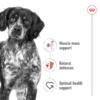 Royal Canin Size Health Nutrition Medium Adult Wet Food- Pouches 10 x 140g - Image 4
