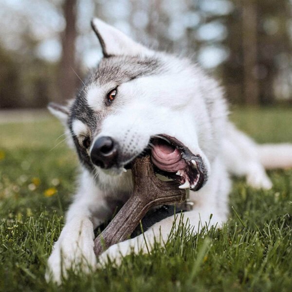 Benebone: Dog Maplestick Chew Toy - Image 3