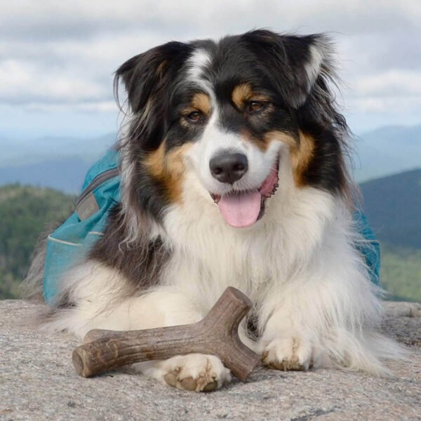 Benebone: Dog Maplestick Chew Toy - Image 4