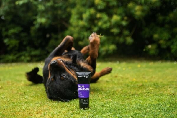 Animology: True Colours Colour Enhancing Dog Shampoo 250ml - Image 2